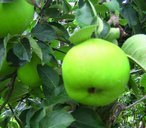 Bramley apples